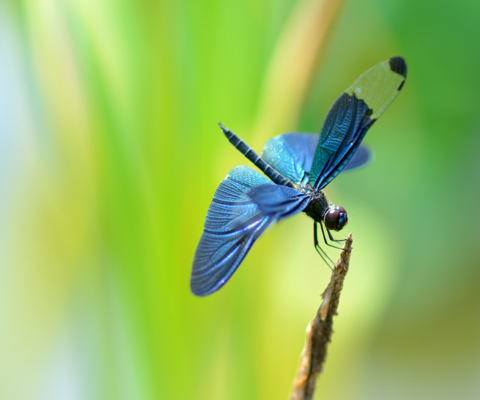 Обои Blue dragonfly 960x800