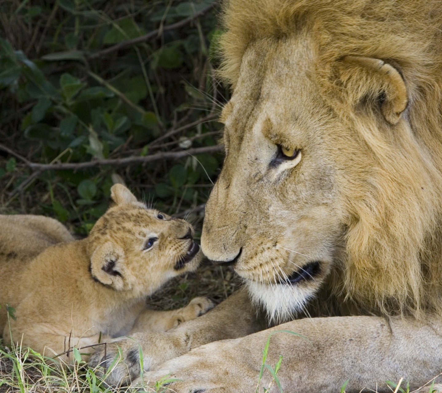 Обои Lion With Baby 1440x1280