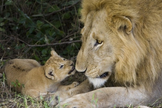 Lion With Baby - Obrázkek zdarma pro 176x144