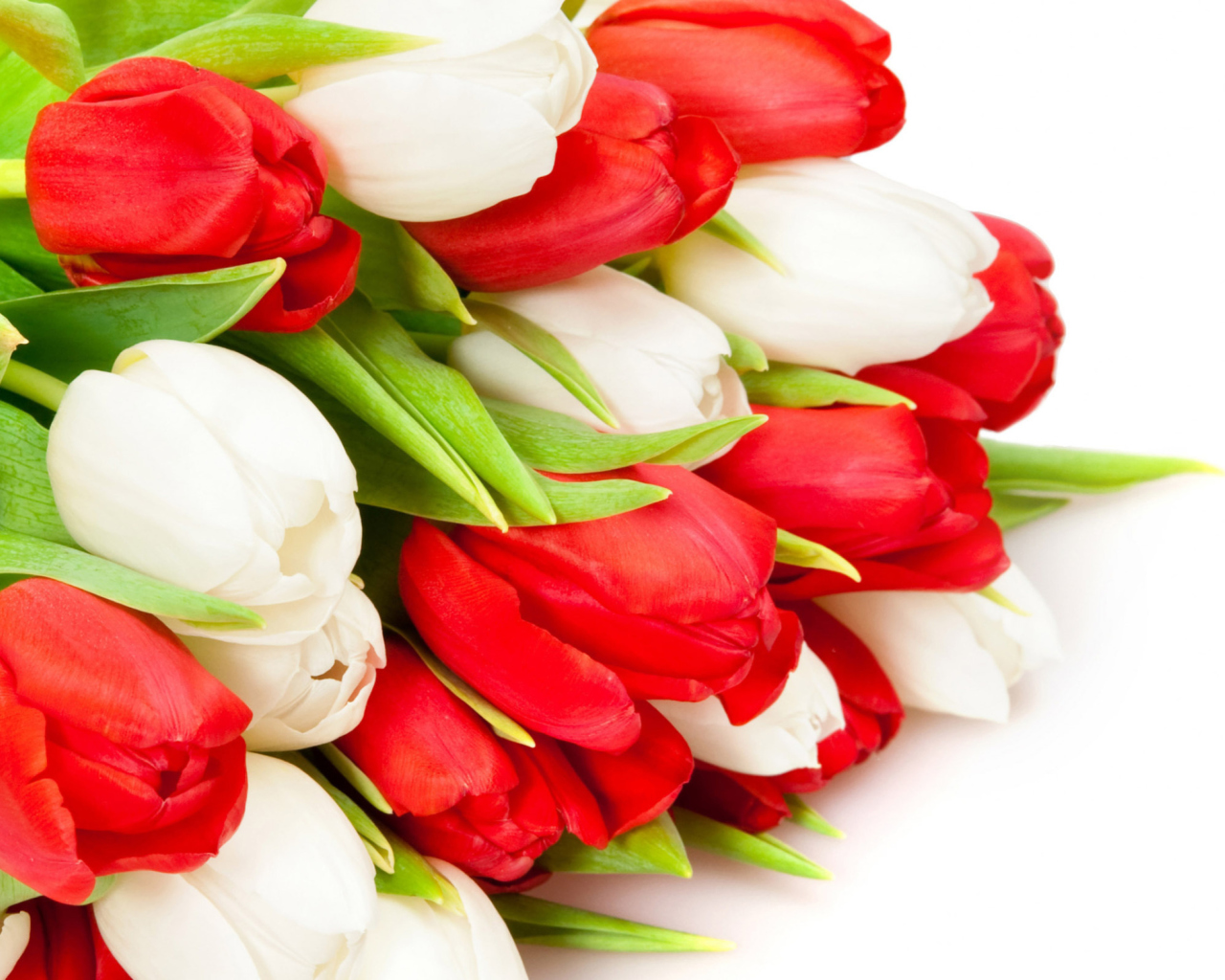 Screenshot №1 pro téma Red And White Tulips 1280x1024