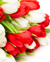 Screenshot №1 pro téma Red And White Tulips 176x220