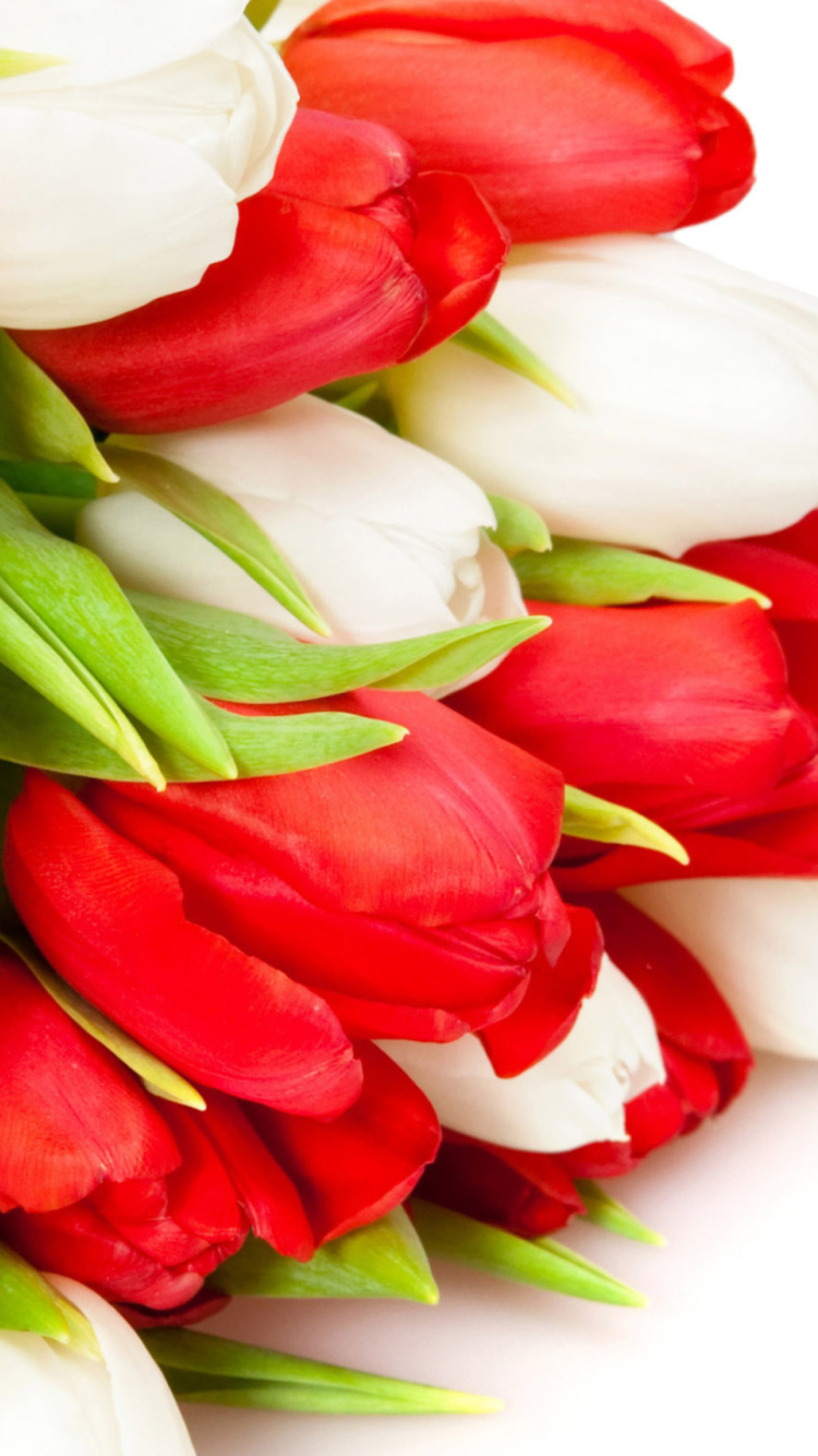 Обои Red And White Tulips 750x1334
