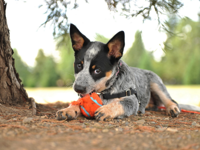 Screenshot №1 pro téma Puppy And Tennis Ball 800x600