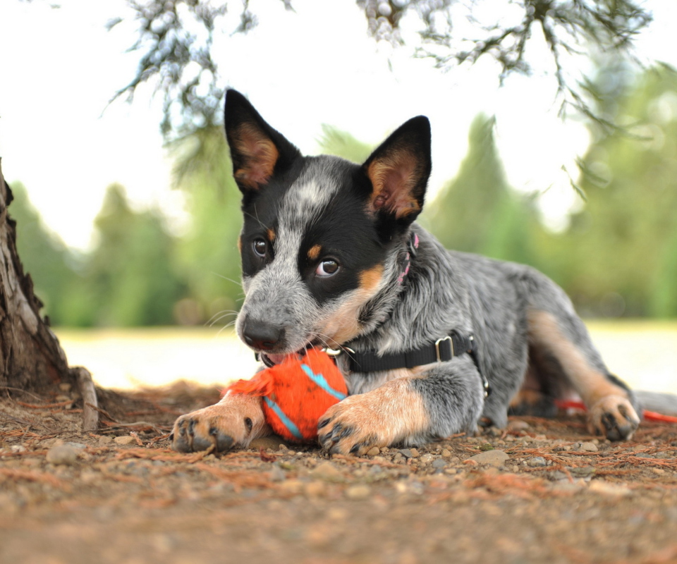 Puppy And Tennis Ball wallpaper 960x800