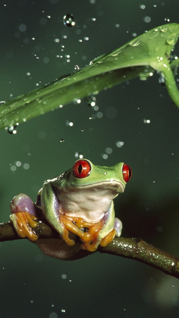 Fondo de pantalla Red Eyes Frog 360x640