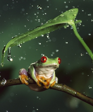 Red Eyes Frog - Obrázkek zdarma pro iPhone 4S
