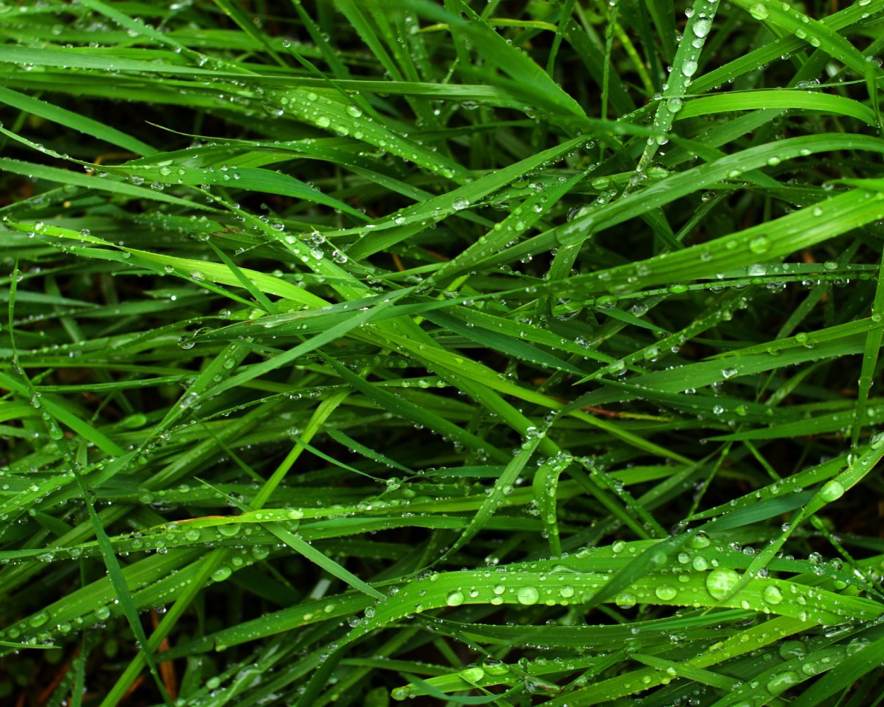 Обои Wet Grass 1280x1024