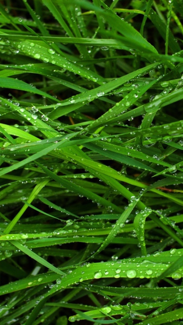 Fondo de pantalla Wet Grass 360x640