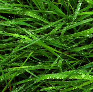 Kostenloses Wet Grass Wallpaper für iPad