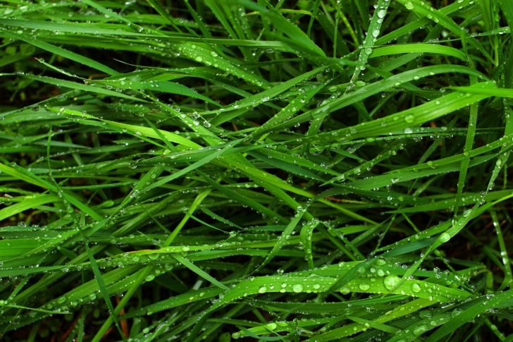 Screenshot №1 pro téma Wet Grass