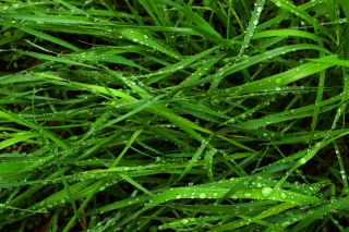 Wet Grass - Obrázkek zdarma pro Samsung Galaxy A3