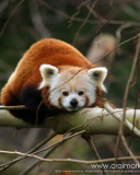 Sfondi Cute Red Panda 128x160