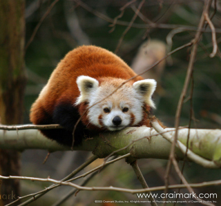 Картинка Cute Red Panda на телефон 2048x2048
