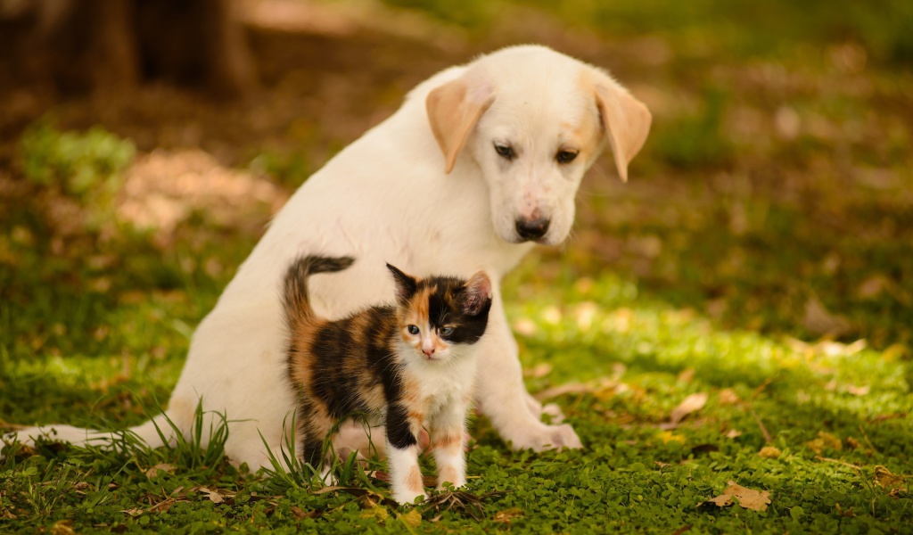 Обои Puppy and Kitten 1024x600