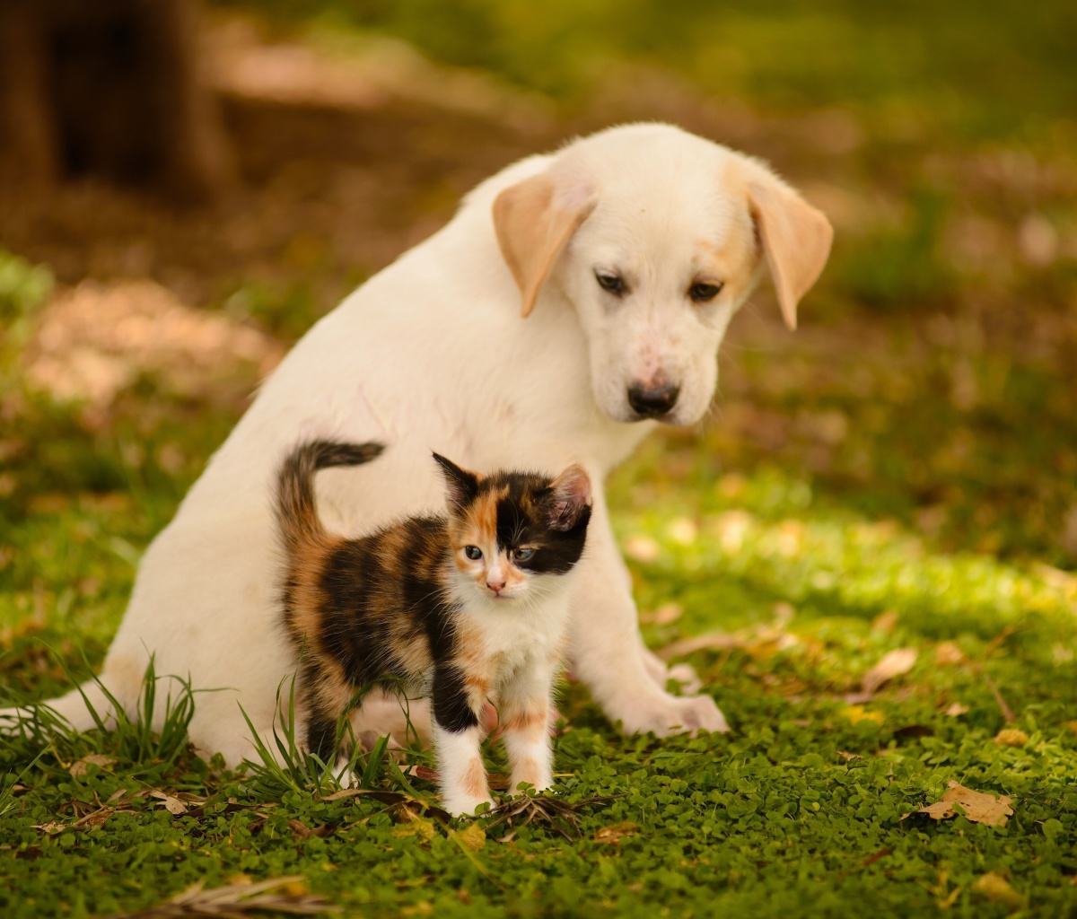 Обои Puppy and Kitten 1200x1024