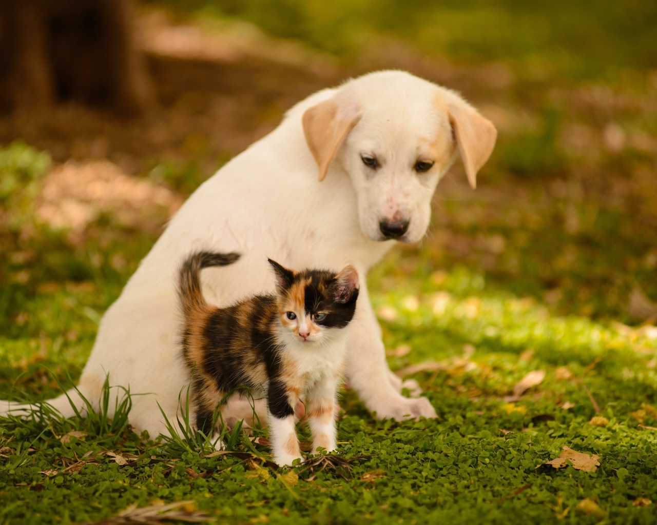 Puppy and Kitten wallpaper 1280x1024