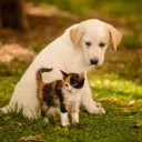 Обои Puppy and Kitten 128x128