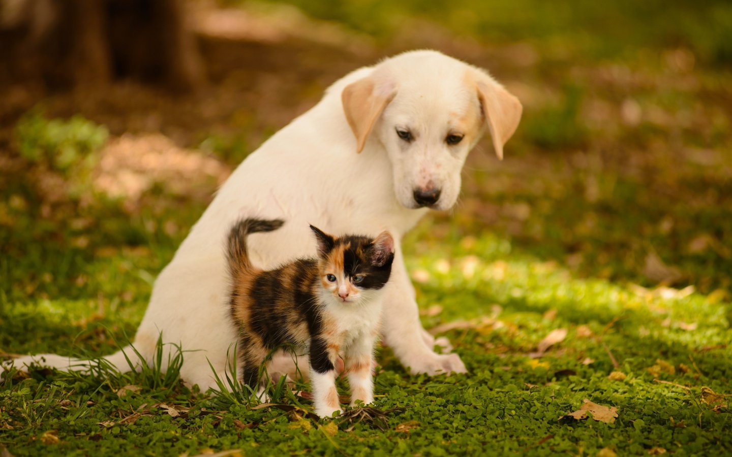 Обои Puppy and Kitten 1440x900
