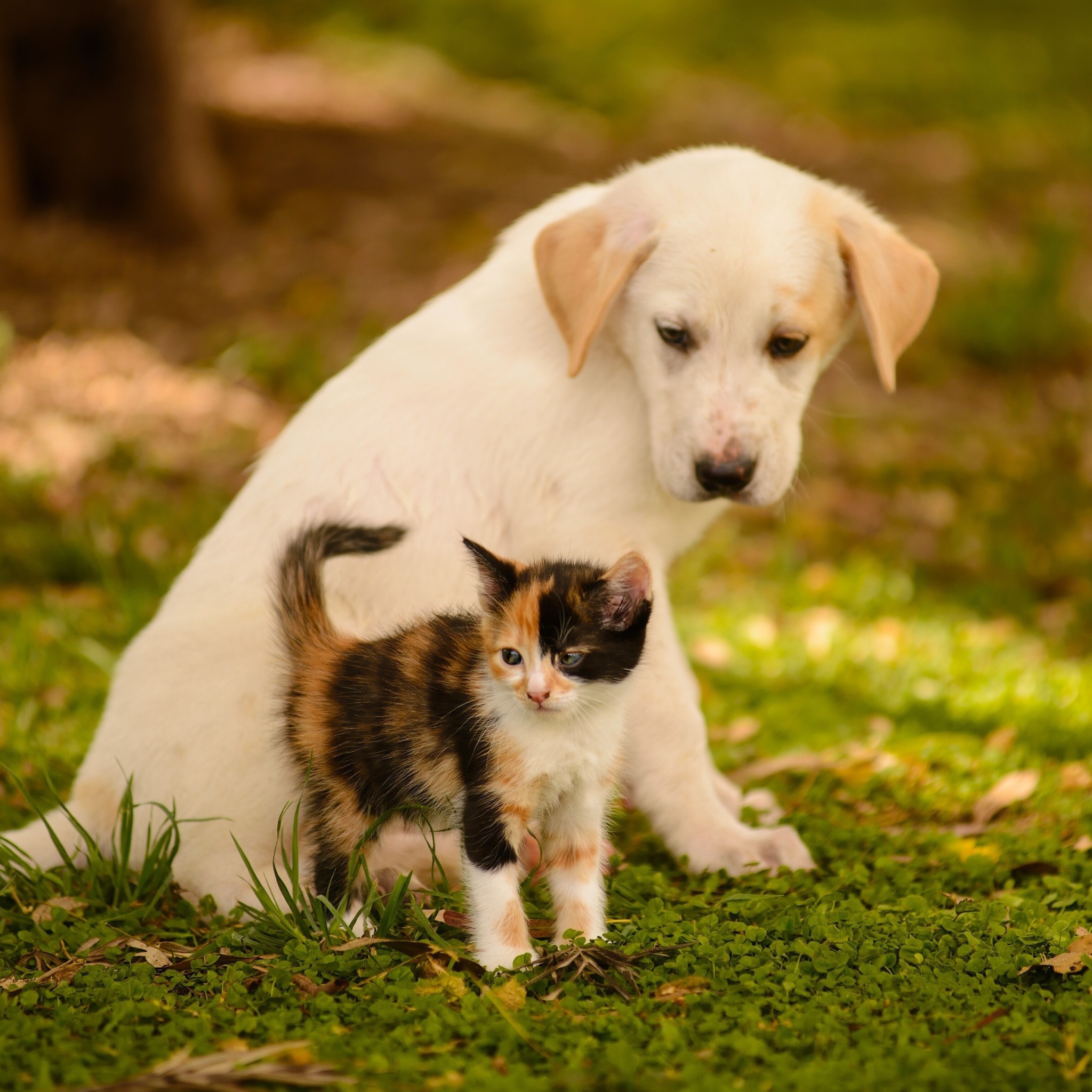 Fondo de pantalla Puppy and Kitten 2048x2048