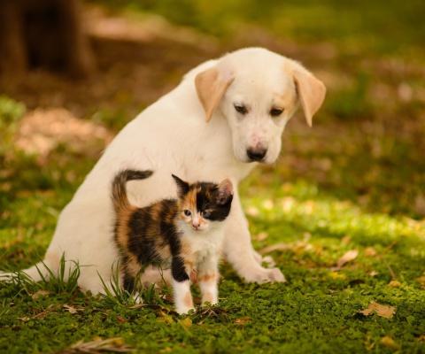 Обои Puppy and Kitten 480x400