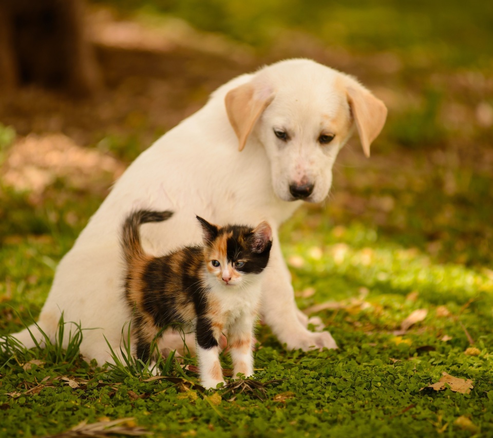 Puppy and Kitten wallpaper 960x854