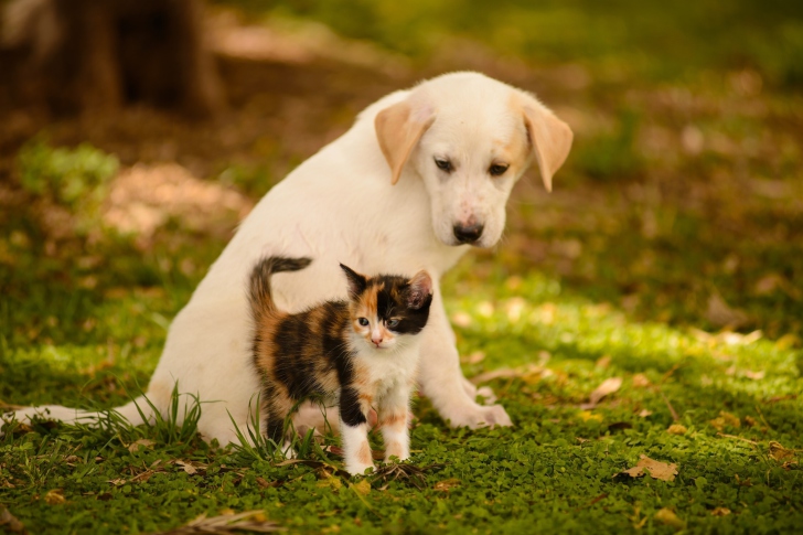 Обои Puppy and Kitten