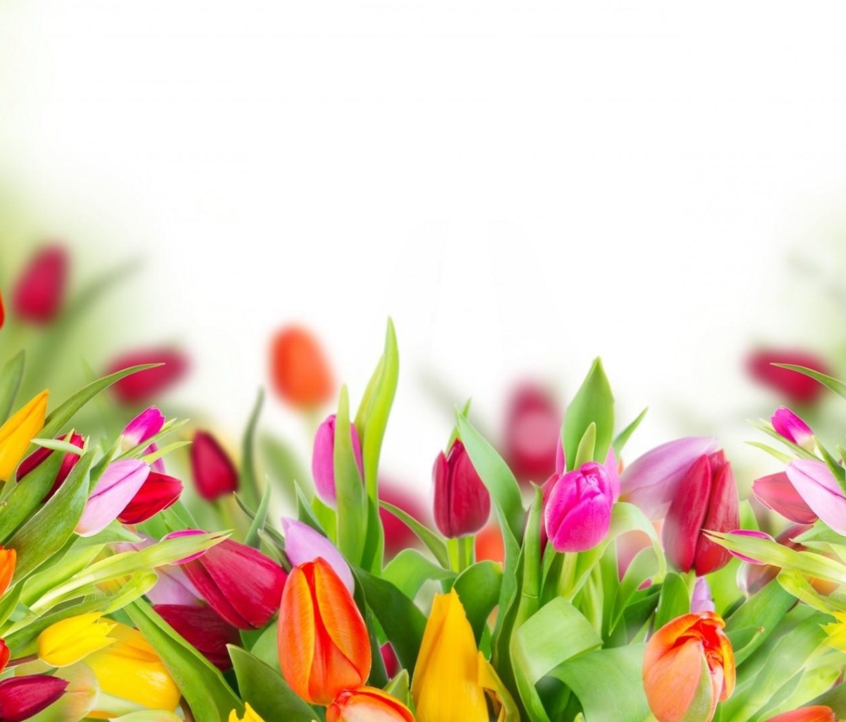 Screenshot №1 pro téma Tender Spring Tulips 1200x1024