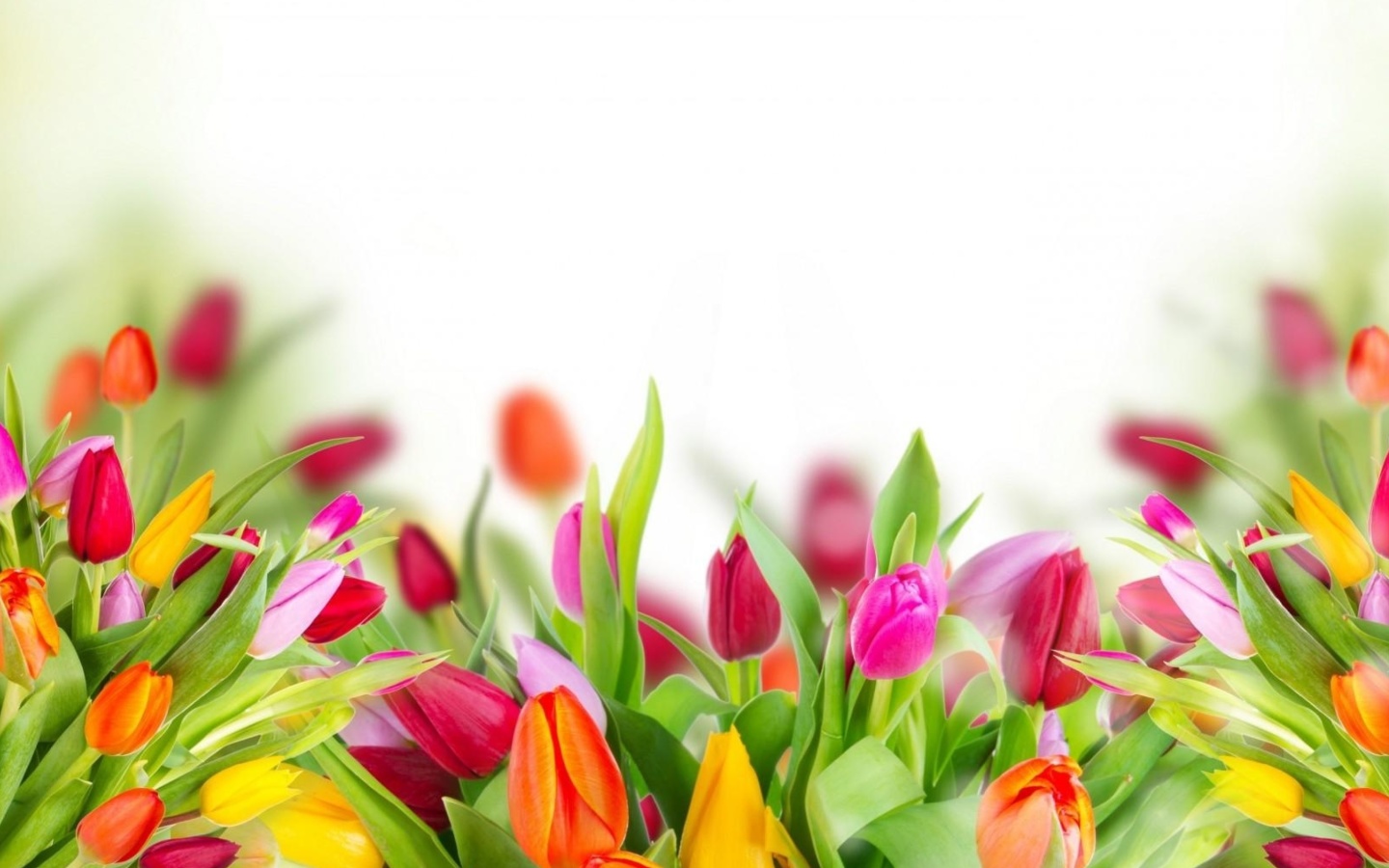 Screenshot №1 pro téma Tender Spring Tulips 1440x900