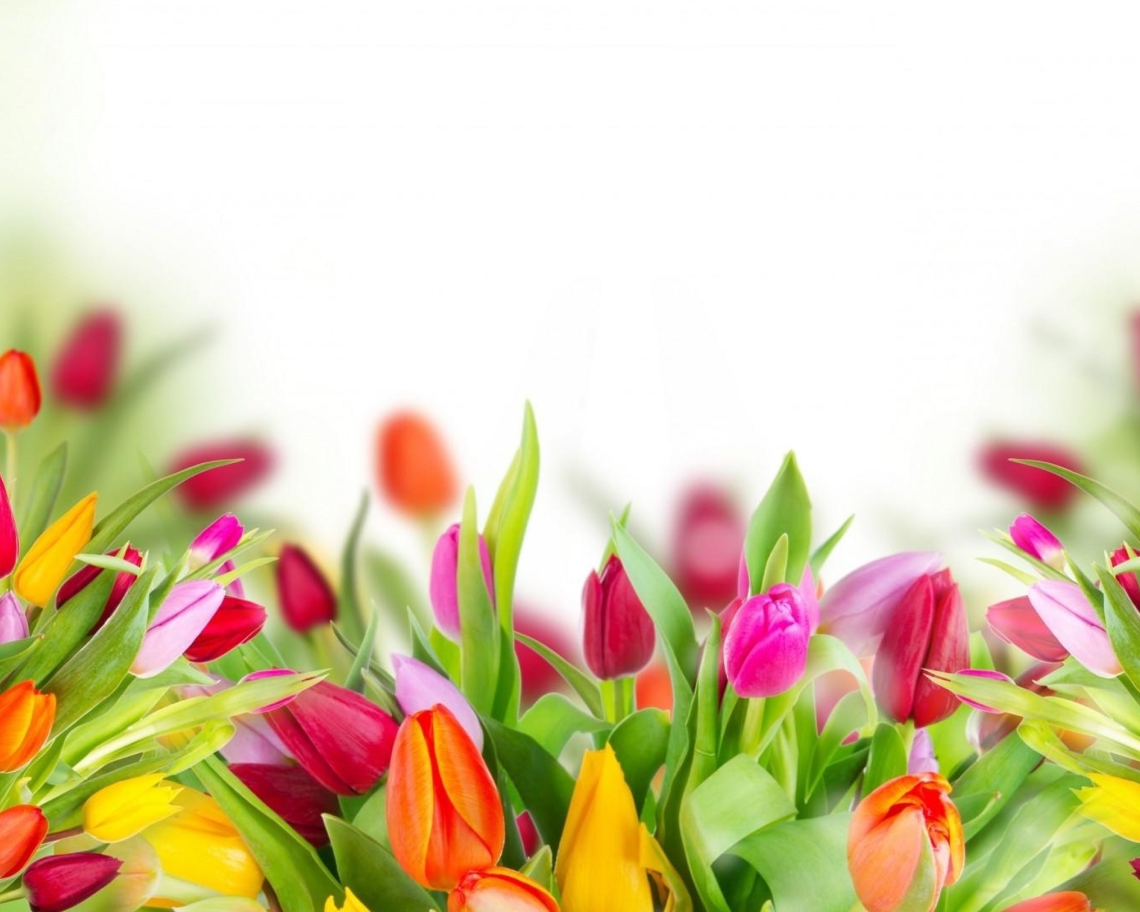 Fondo de pantalla Tender Spring Tulips 1600x1280