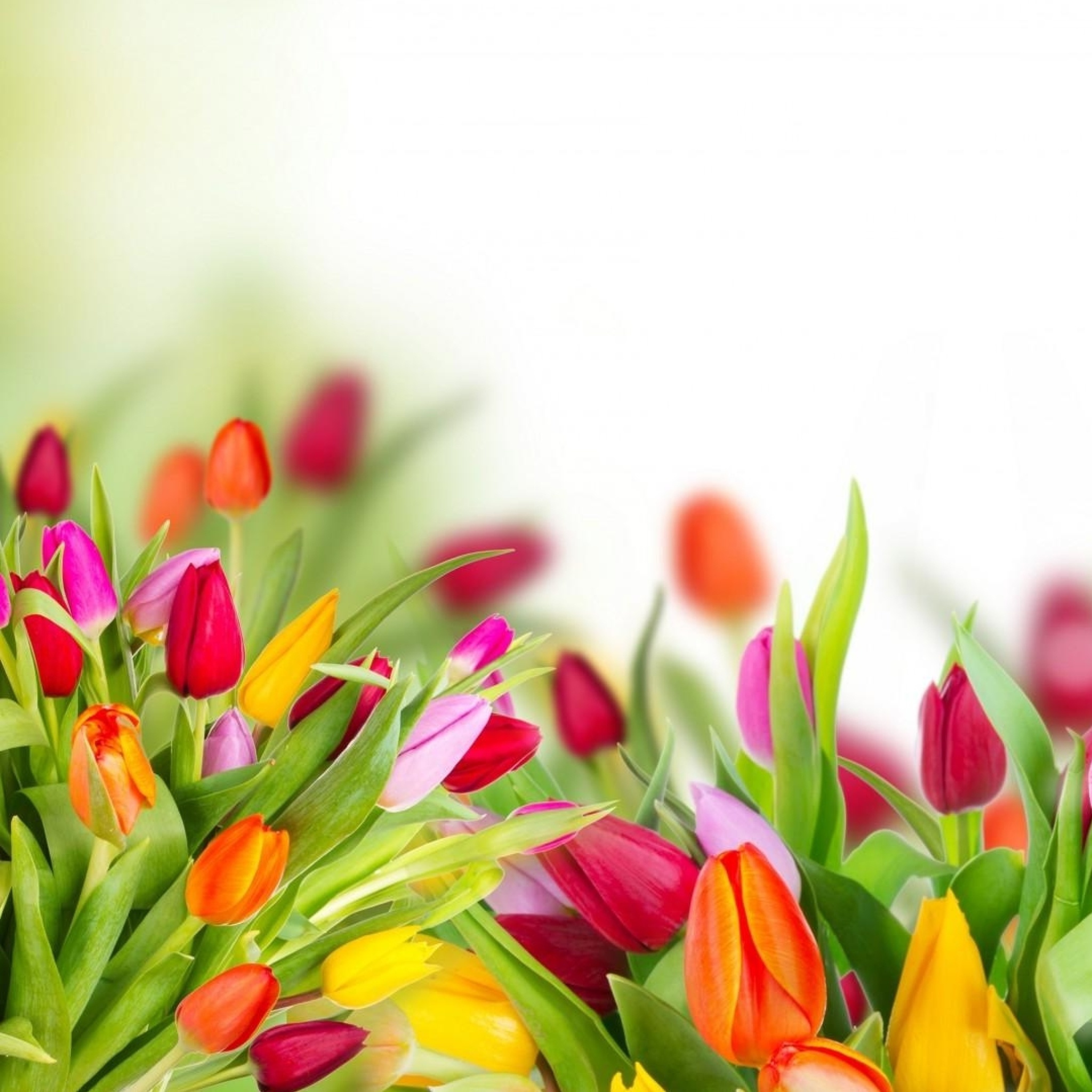 Screenshot №1 pro téma Tender Spring Tulips 2048x2048