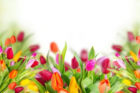 Das Tender Spring Tulips Wallpaper 480x320