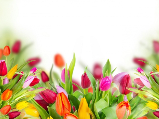 Tender Spring Tulips wallpaper 640x480