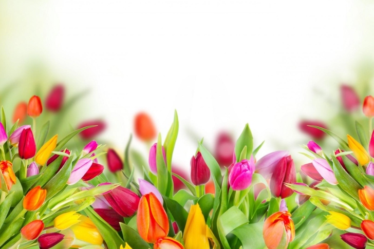 Tender Spring Tulips wallpaper