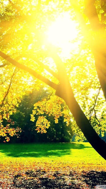 Das Autumn Sun Wallpaper 360x640