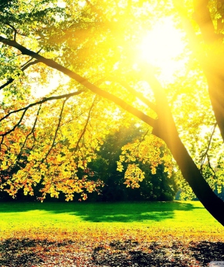 Autumn Sun - Obrázkek zdarma pro iPhone 4