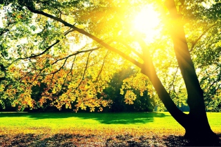 Autumn Sun Background for Android, iPhone and iPad
