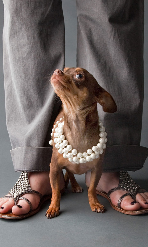 Das Chihuahua Puppy Wallpaper 480x800