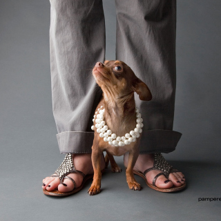 Chihuahua Puppy - Obrázkek zdarma pro 208x208