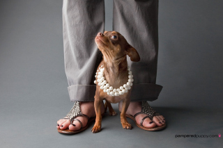 Chihuahua Puppy - Obrázkek zdarma pro HTC Hero