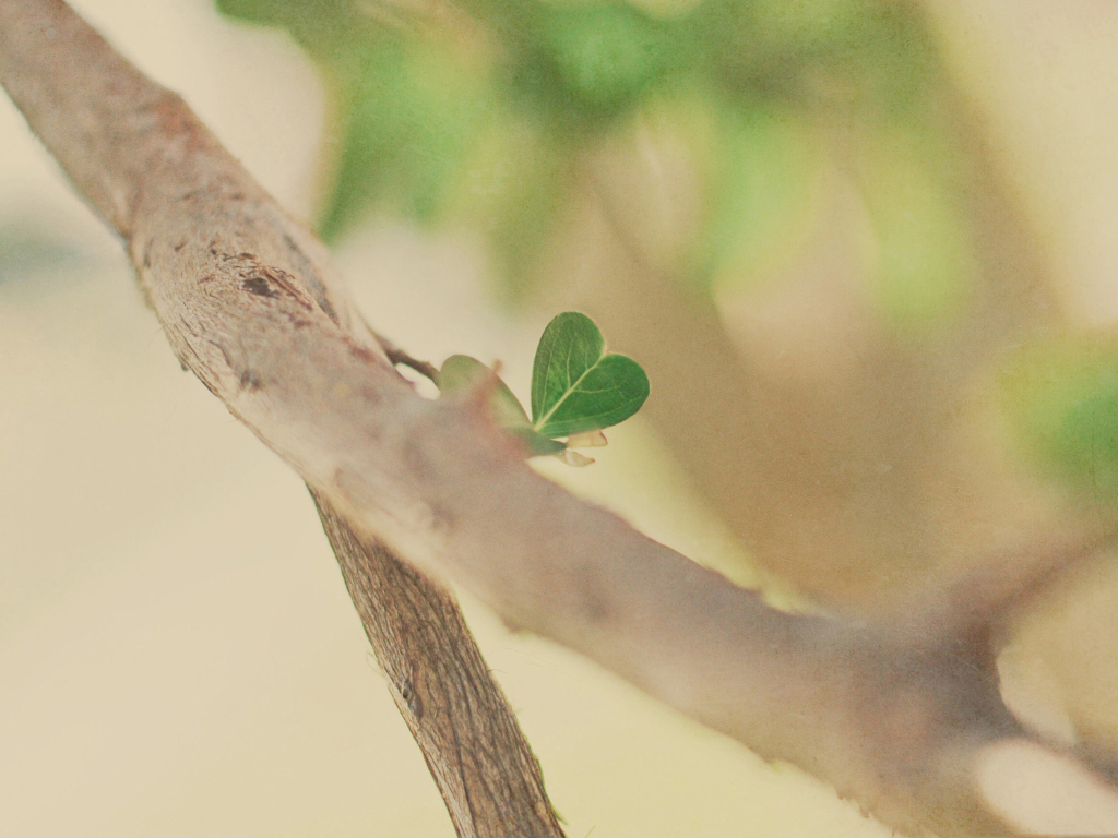 Sfondi Heart Leaf 1024x768