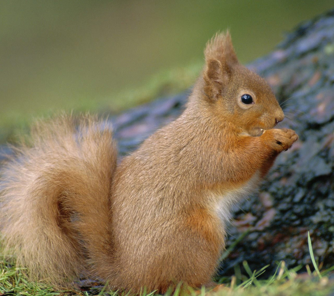 Fondo de pantalla Squirrel 1080x960