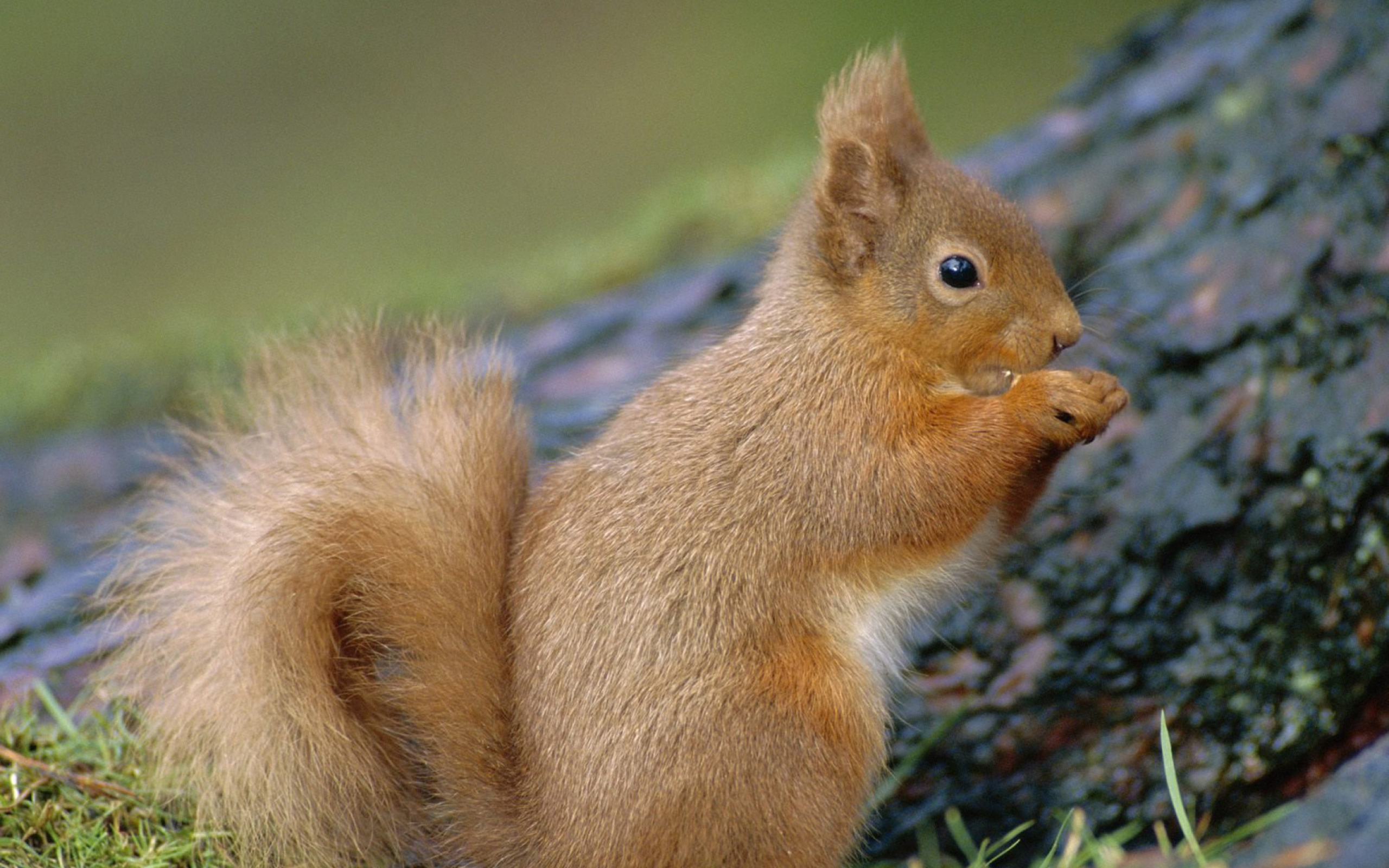 Обои Squirrel 2560x1600