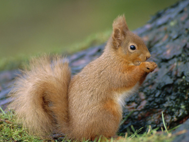 Fondo de pantalla Squirrel 640x480