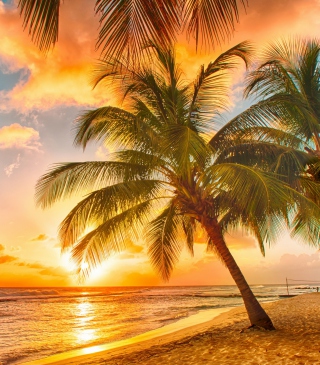 Tropical Paradise Beach - Obrázkek zdarma pro 240x400
