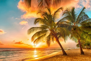 Tropical Paradise Beach - Obrázkek zdarma 