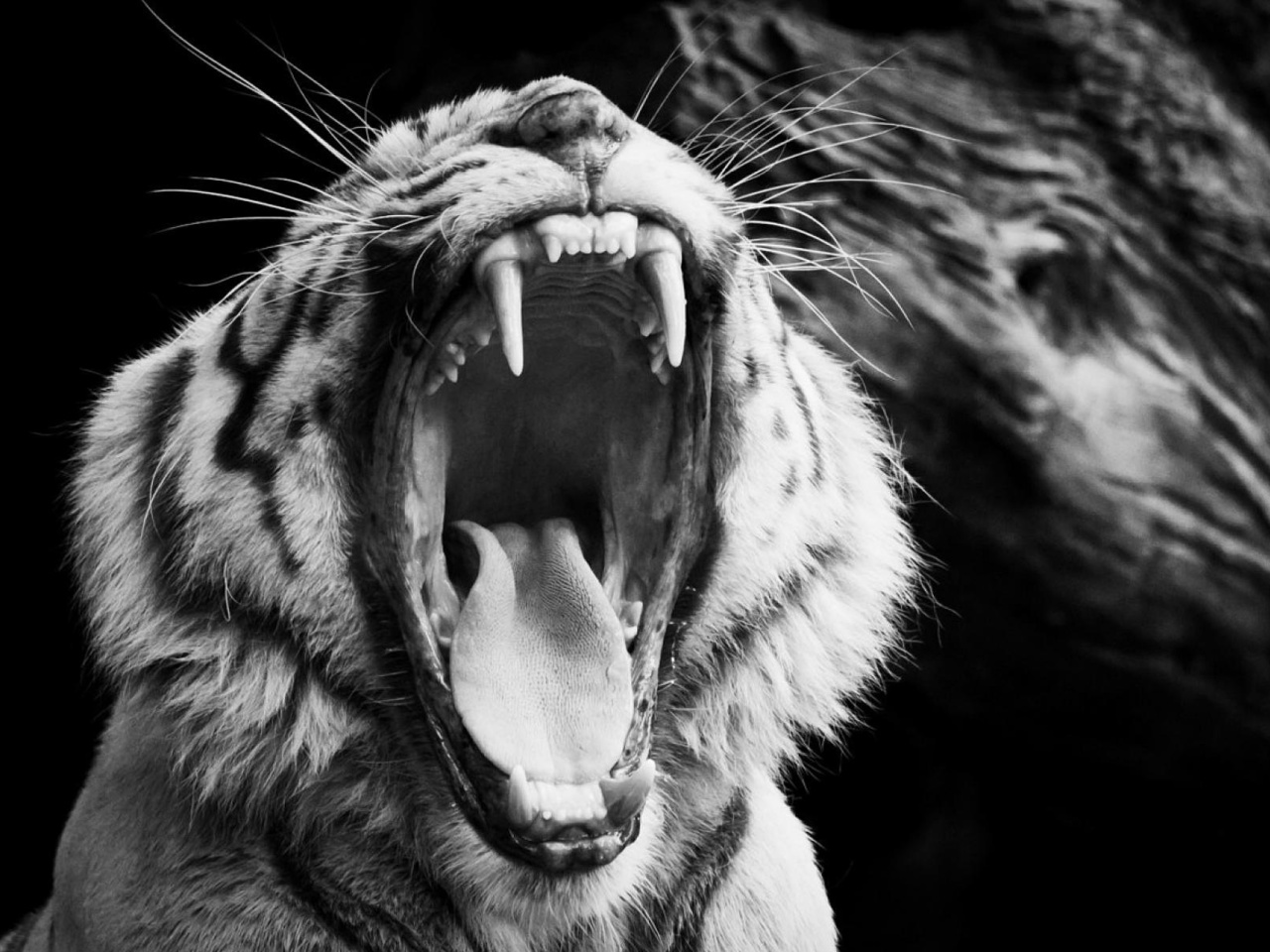 Fondo de pantalla Black and White Tiger 1280x960