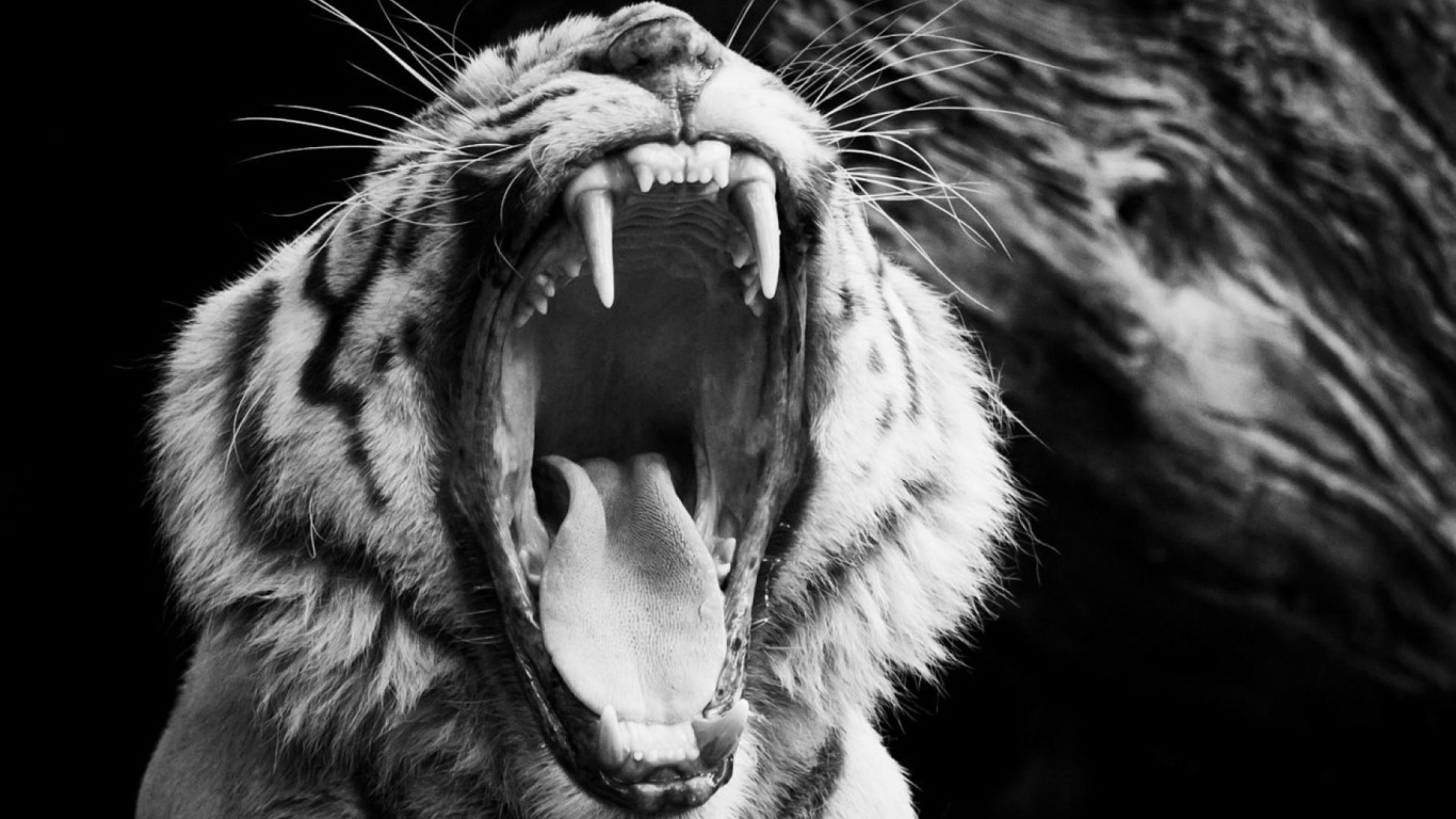 Sfondi Black and White Tiger 1366x768