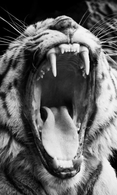 Black and White Tiger screenshot #1 240x400