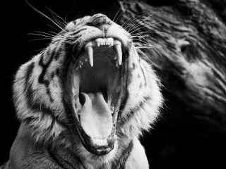 Black and White Tiger wallpaper 320x240