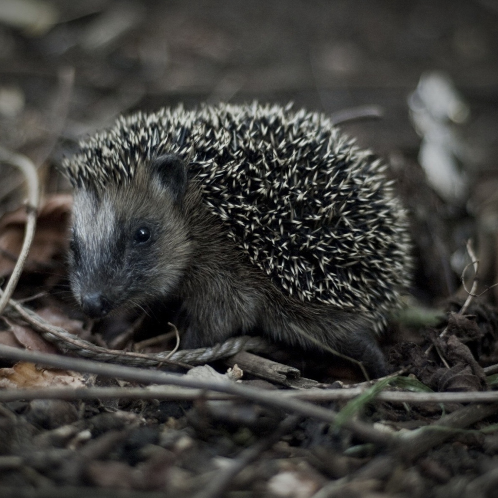 Forest Hedgehog screenshot #1 1024x1024